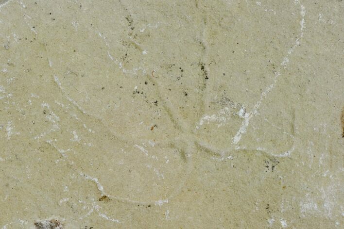 Cretaceous Brittle Star (Geocoma) Fossil - Lebanon #106205